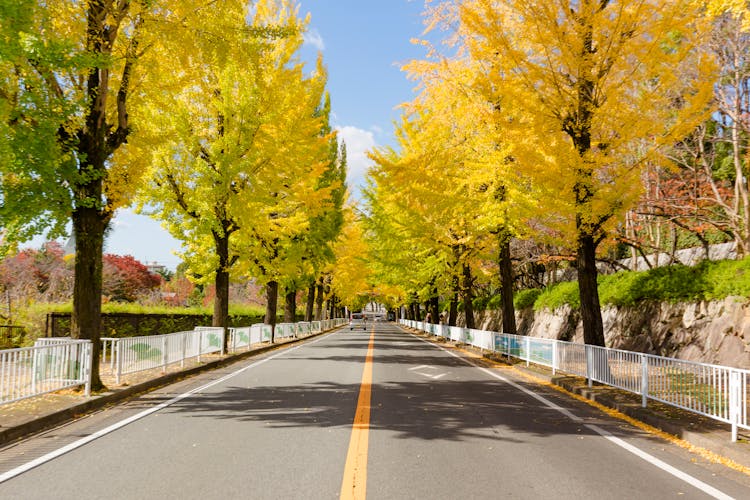 Road With Single Yellow Line And Trees In Autumn Colors 