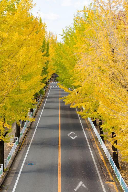 Free Aerial view of an empty road lined with vibrant yellow trees during fall season. Stock Photo