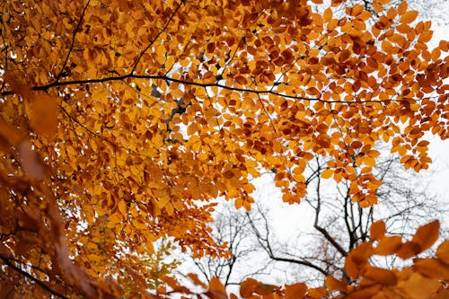 Low-Angle Shot of a Tree with Orange Leaves