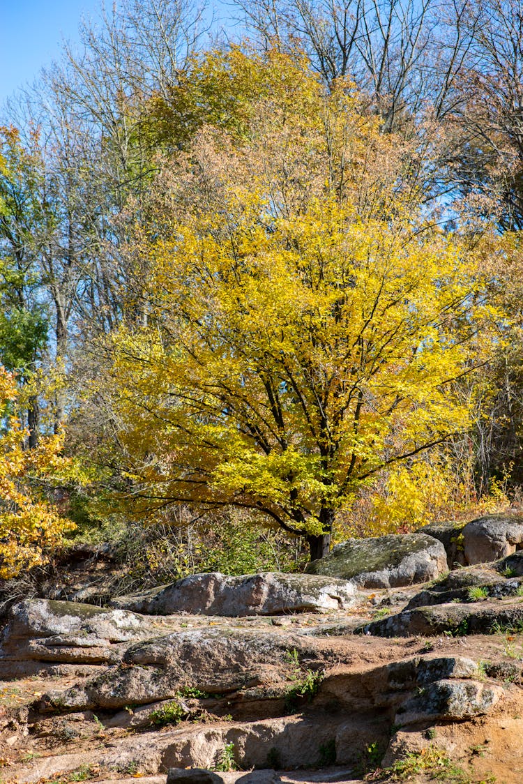 Colorful Trees Above Rocks In Fall