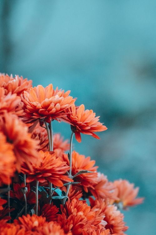 Free Close-up of vibrant orange chrysanthemums against a soft blue backdrop, ideal for nature themes. Stock Photo