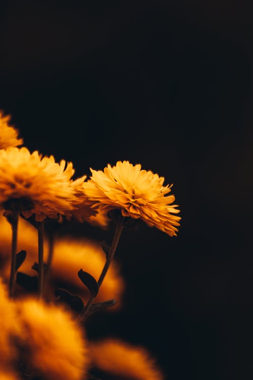 Yellow Flowers in Close Up Photography