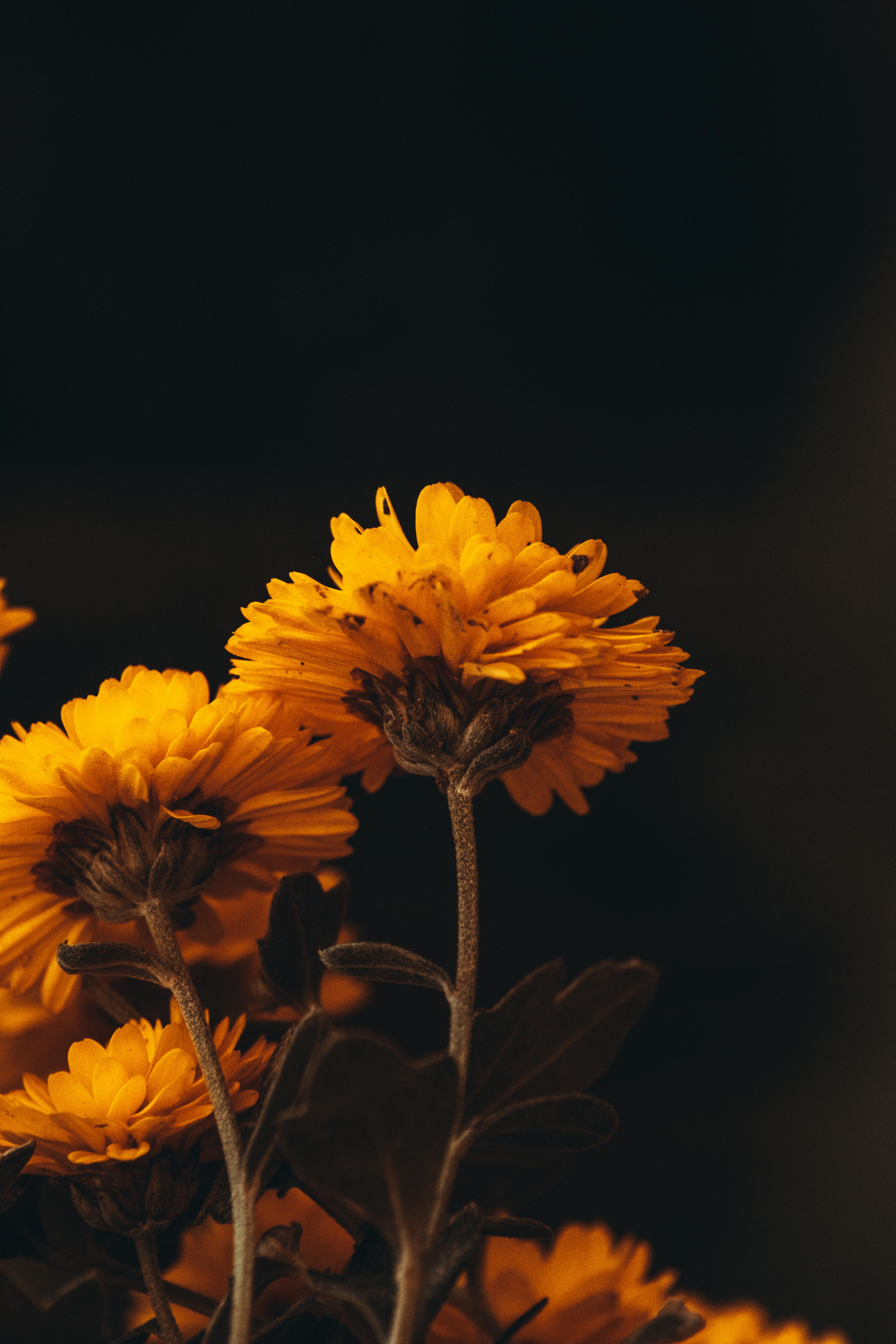 A Beautiful Yellow Flowers with Dark Background · Free Stock Photo