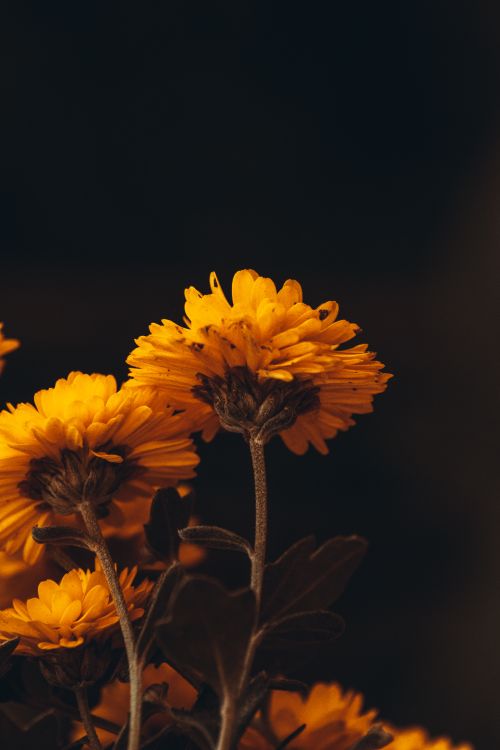 Free Close-up of vibrant yellow flowers against a dark background, showcasing natural beauty. Stock Photo