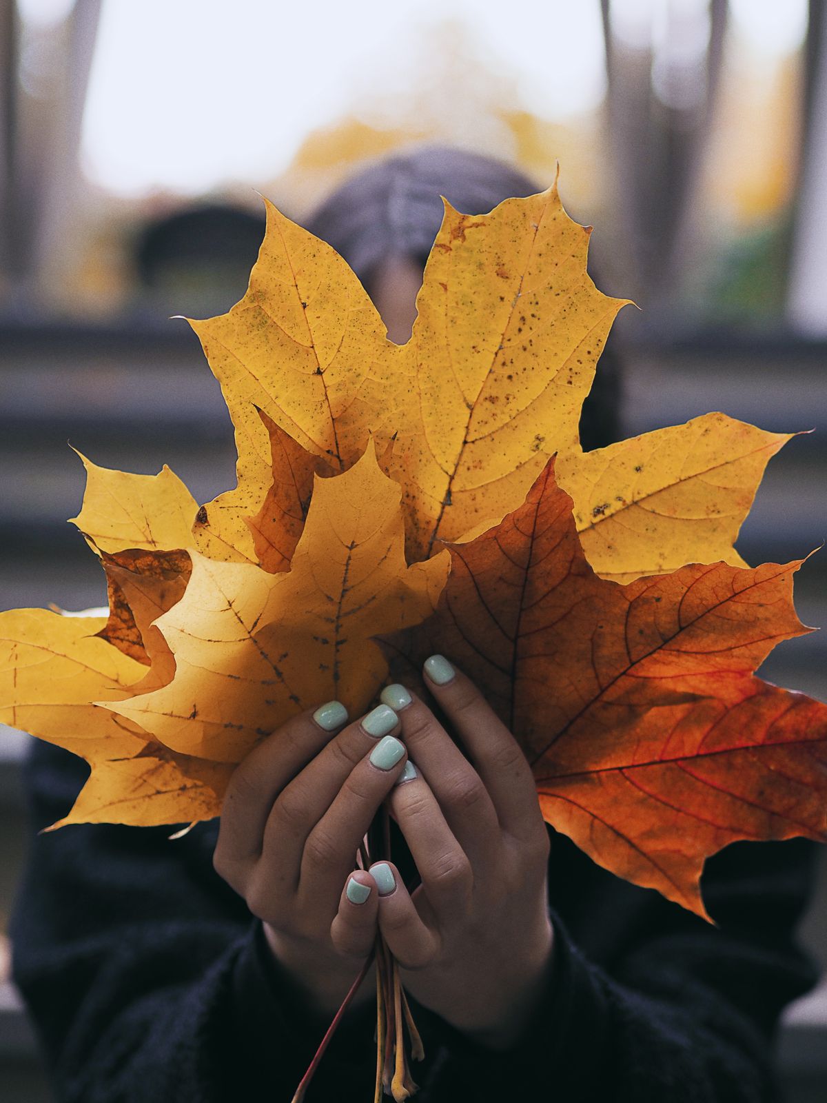 Close-up of hands with painted nails holding vibrant autumn maple leaves.