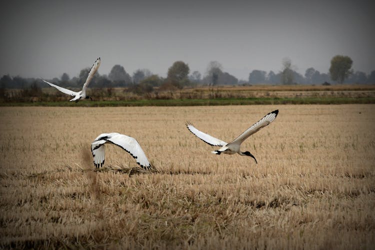 African Sacred Ibis