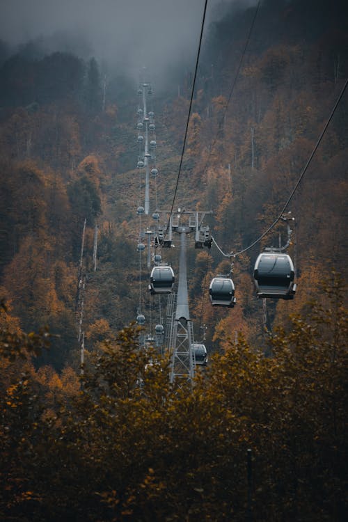 Cable Cars over the Trees