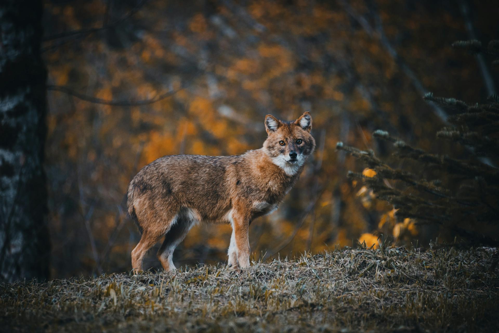 Close Up Photo of Dhole Standing on Grass