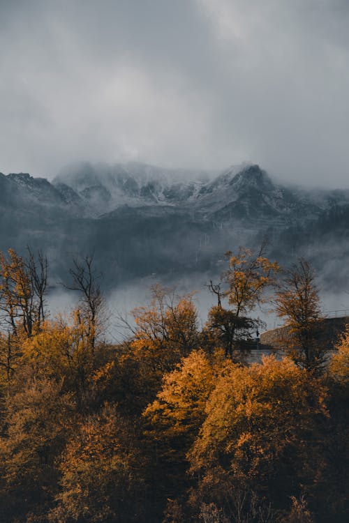 Free Photo of Mountain and Trees Stock Photo