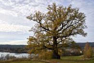 Scenic view of a large oak tree by a lake, capturing the essence of fall in Noresund, Norway.