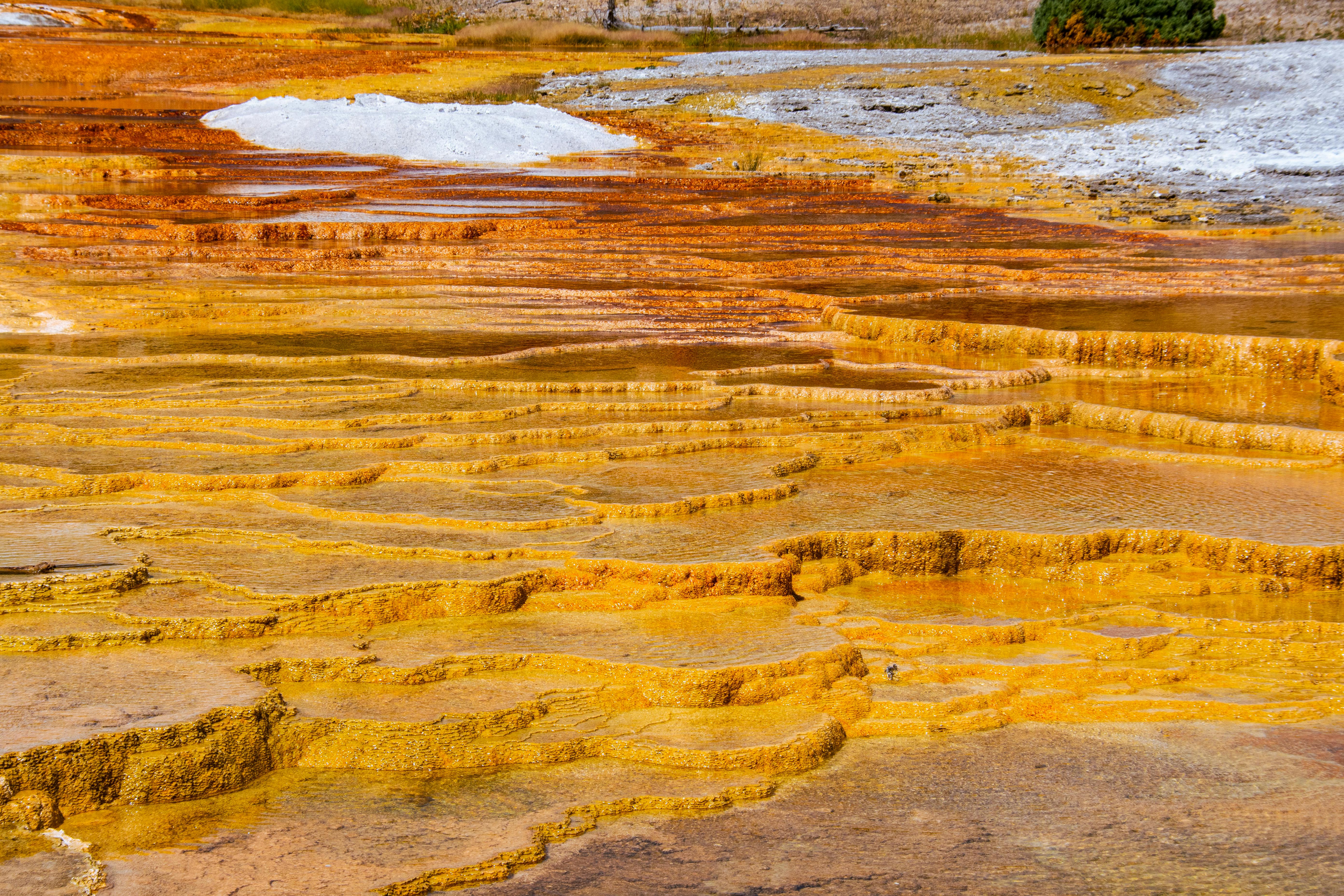 yellow stones in yellowstone national park