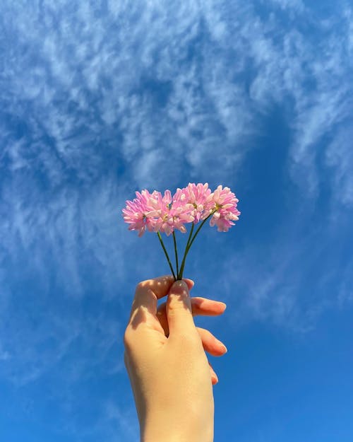Free Person Holding Pink Flower Under Blue Sky Stock Photo