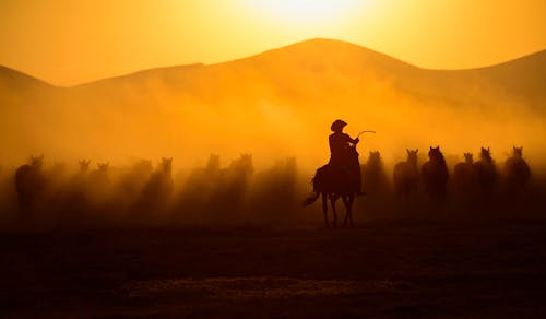 Δωρεάν στοκ φωτογραφιών με άλογα, δύση του ηλίου, ευρεία γωνία
