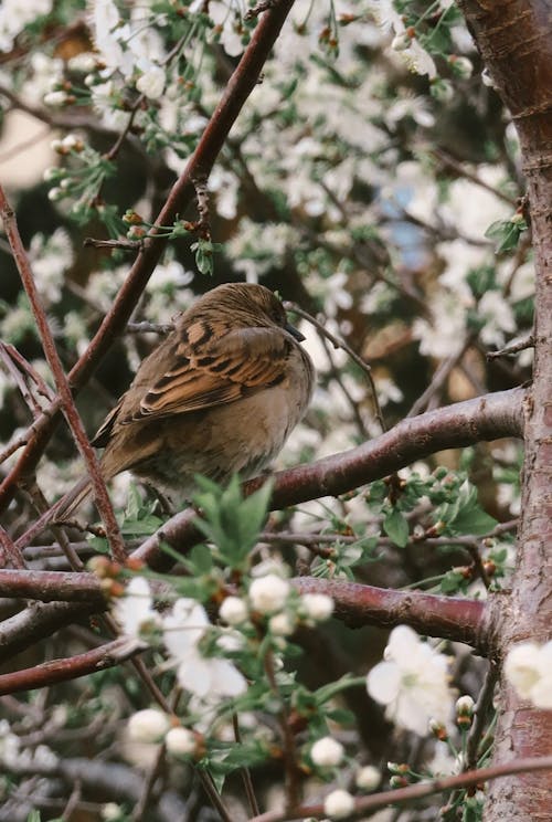 Brown Bird on Brown Tree Branch