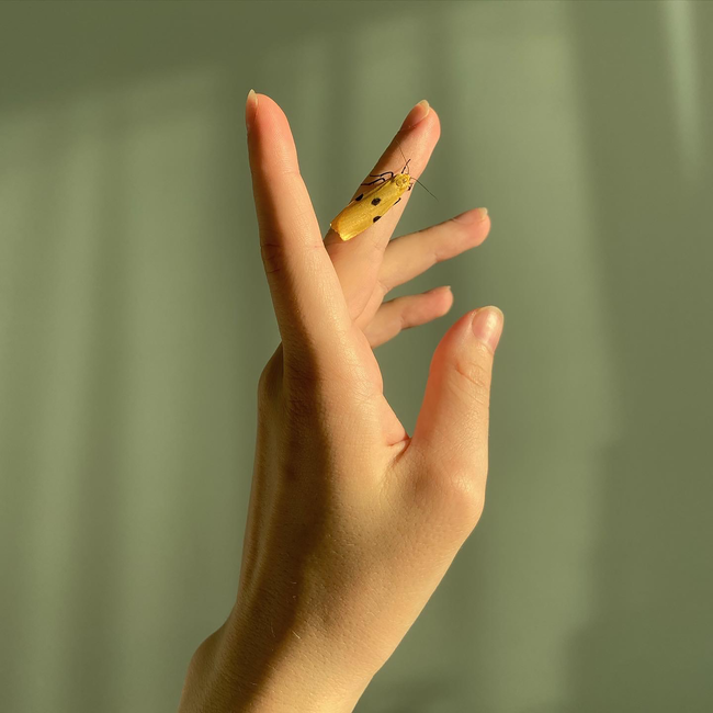 A graceful hand with a delicate yellow moth perched on fingers, softly lit by sunlight.