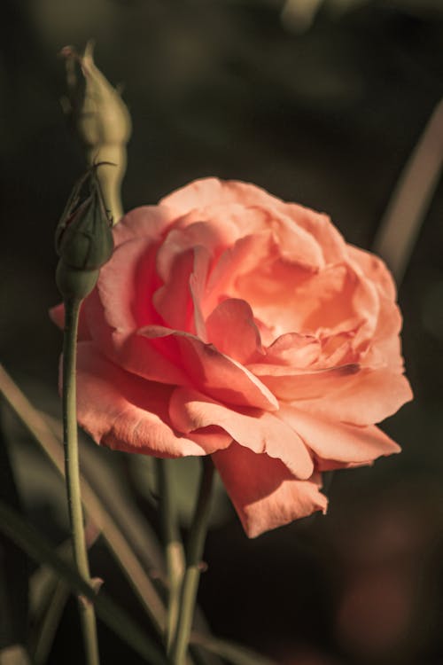 Gratis lagerfoto af blomsterfotografering, lodret skud, pink-rose
