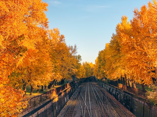 Fotos de stock gratuitas de caer, cielo azul, colores de otoño