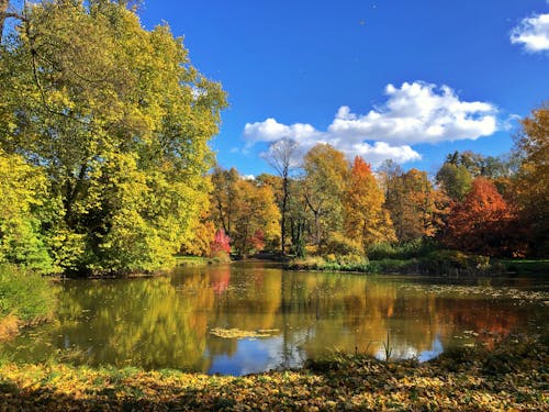 Green and Yellow Trees near the Lake