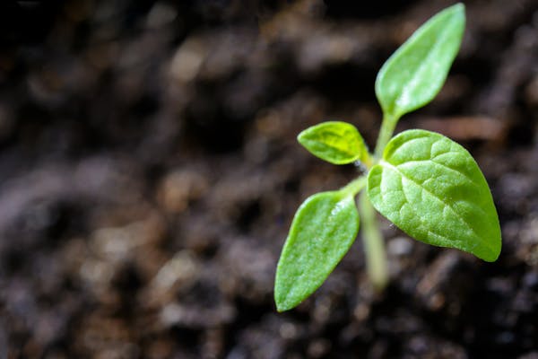 Imagen de una flor creciendo