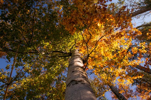 무료 가을, 나무 껍질, 나뭇잎의 무료 스톡 사진