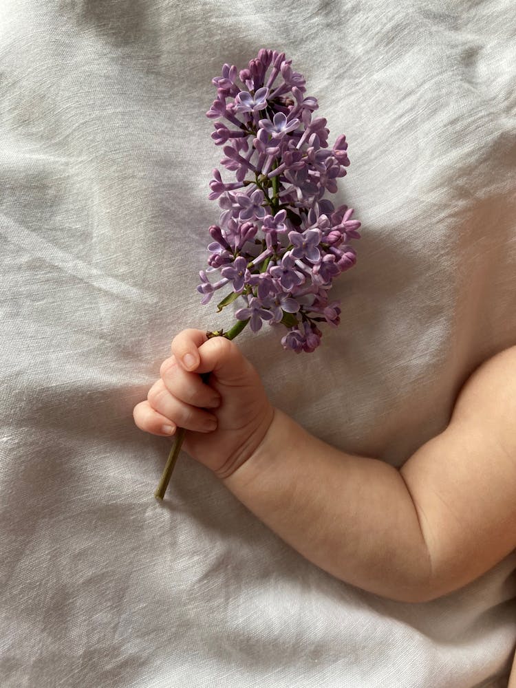 Close-up Of Little Babys Hand Holding Lilac