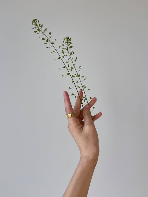 A Hand Holding Stem of Green Leaves