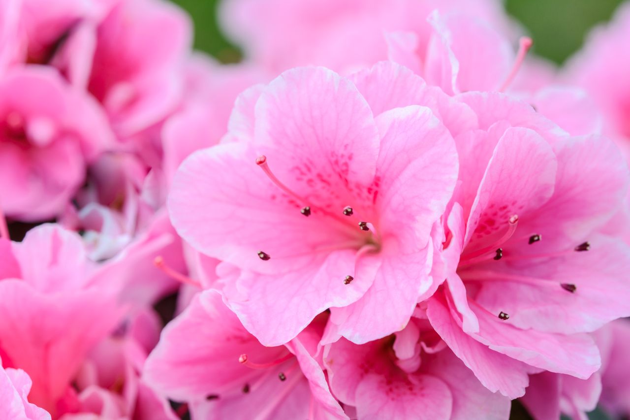 vibrant close up of pink azalea flowers in full bloom perfect for flor