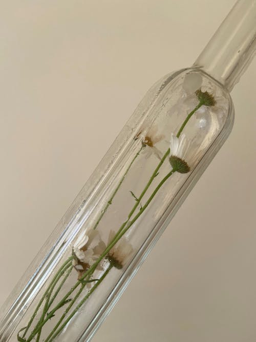 White Long Stem Flowers inside Clear Glass Bottle