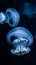 A Shot of Jellyfish in Dark Water 