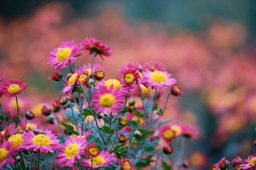 Beautiful Pink Daisy Flowers
