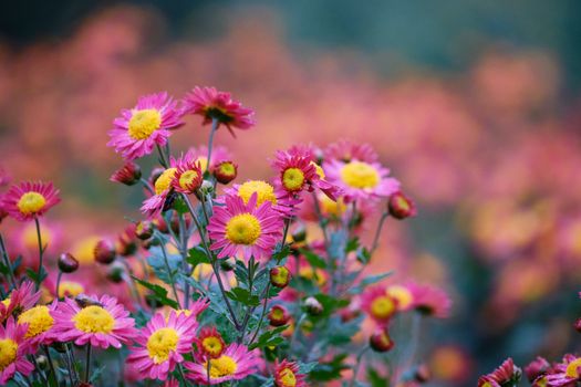 Bright and colorful pink daisies in full bloom, captured in a serene outdoor setting.