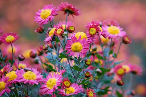 Pink Daisy Flowers in Tilt Shift Lens