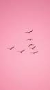 Flock of Birds Flying Under Pink Sky