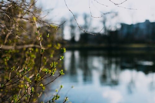 Green Leaf Tree Near Lake