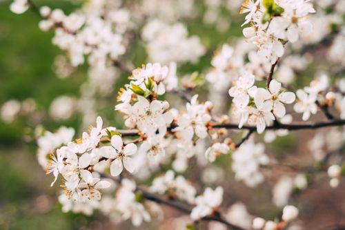 Free Detailed view of delicate white cherry blossoms in full bloom, showcasing spring's beauty. Stock Photo
