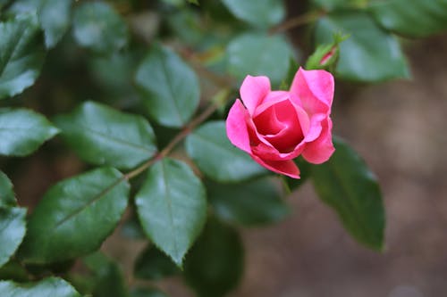 Free stock photo of pink rose, pink rose bud, rose