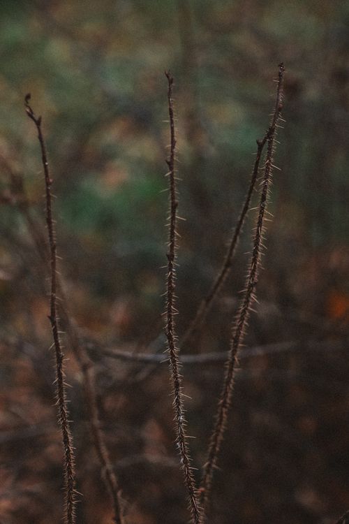 Free Detailed view of bare plant stalks in a moody autumn setting. Stock Photo