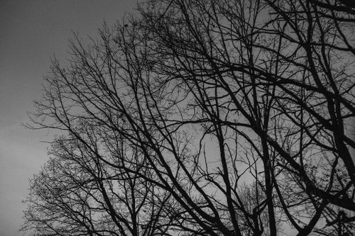 Free Black and white image of leafless trees against a gloomy gray sky, creating a stark silhouette. Stock Photo
