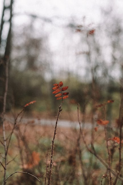 Close-up of red rowan leaves in a blurred autumn forest setting, capturing the essence of fall.