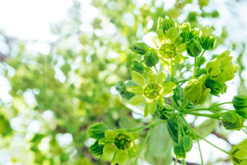 無料 緑の花のティルトシフト写真 写真素材
