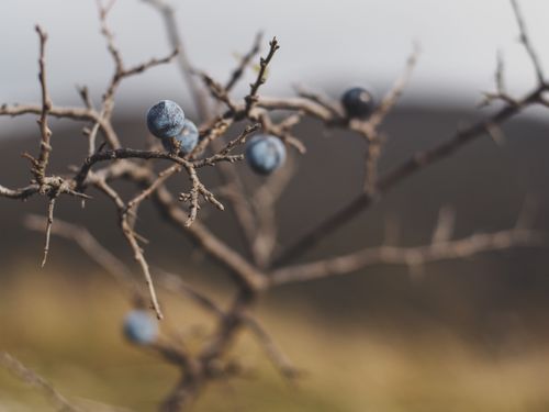 Free A close-up image of blue berries on bare branches in a natural outdoor setting. Stock Photo