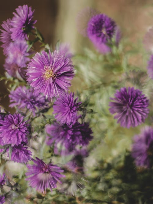 Purple Flowers in Close Up Photography