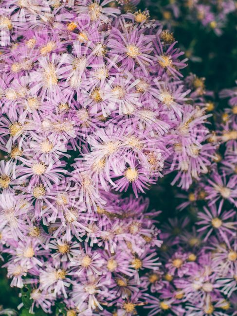 A beautiful close-up of purple aster flowers in full bloom, showcasing detailed floral textures.