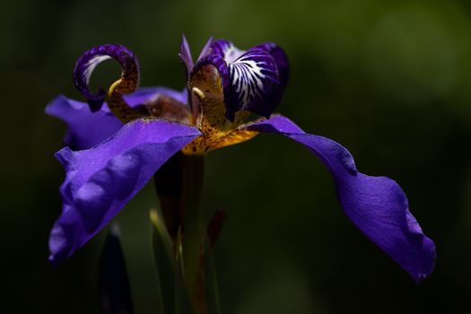 Purple Flower in Close Up Photography