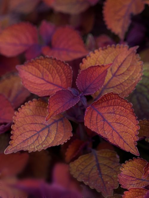 Free Close-up of vibrant red coleus leaves showcasing intricate veining patterns in natural setting. Stock Photo