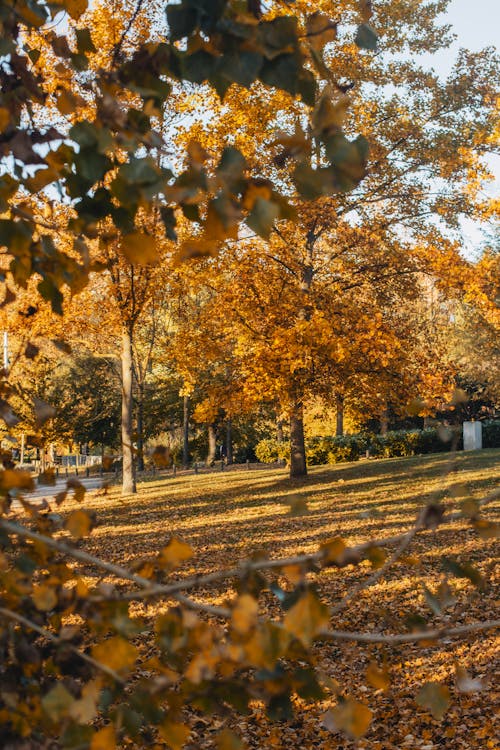 Fotos de stock gratuitas de arboles, caer, campo de hierba