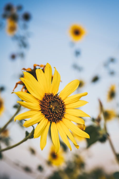 Close Up Photo of Sunflower 