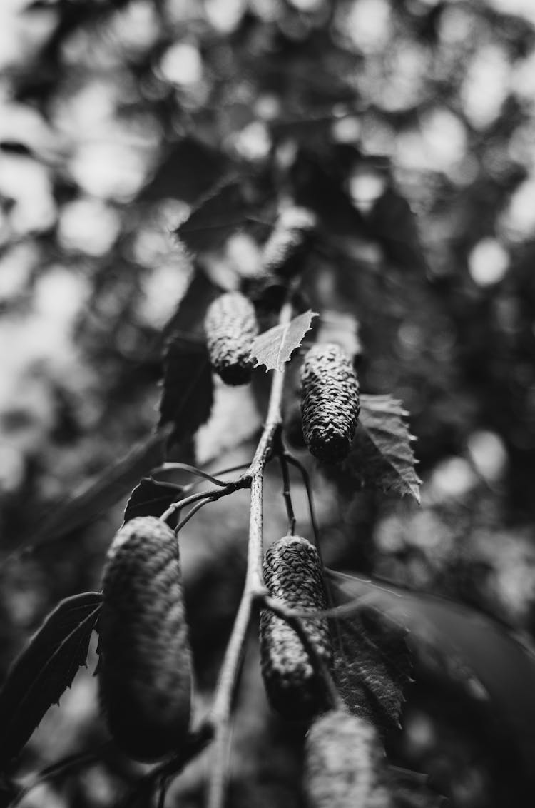 Grayscale Photo Of Alder