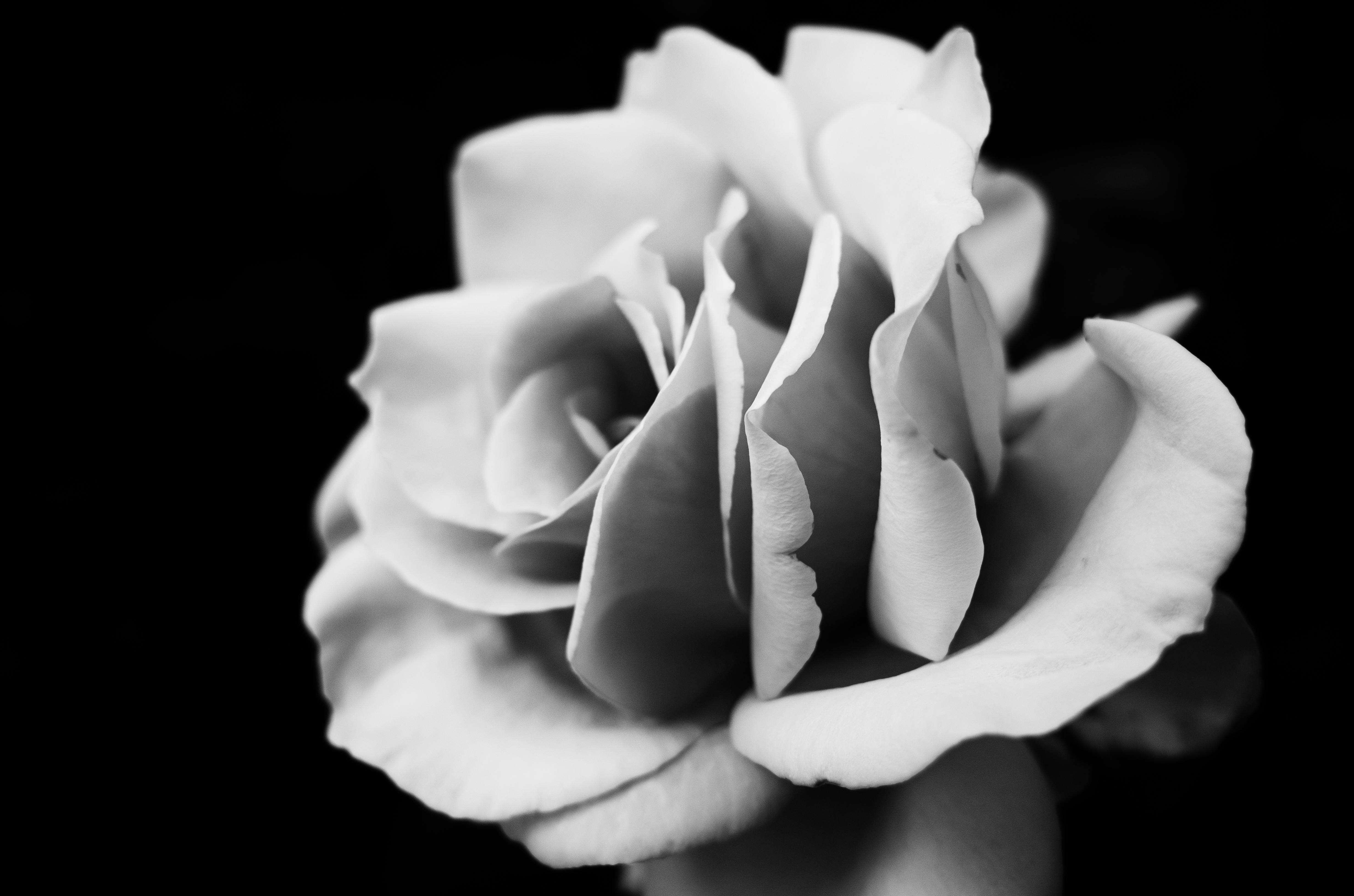 Grayscale Photo of Flowers · Free Stock Photo