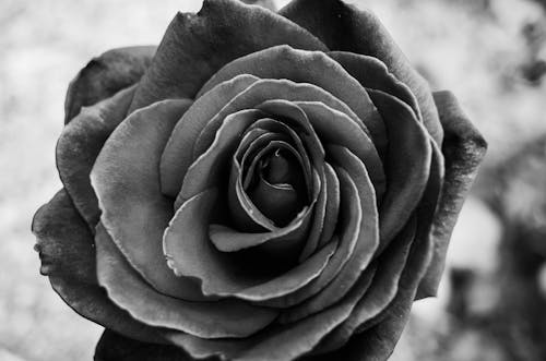 Free Grayscale Photo of a Rose Stock Photo